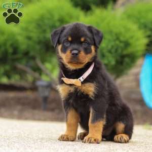 Victoria, Rottweiler Puppy