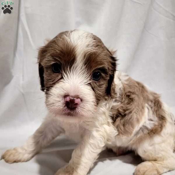 Travis, Cavapoo Puppy