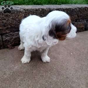 Chief, Cavapoo Puppy