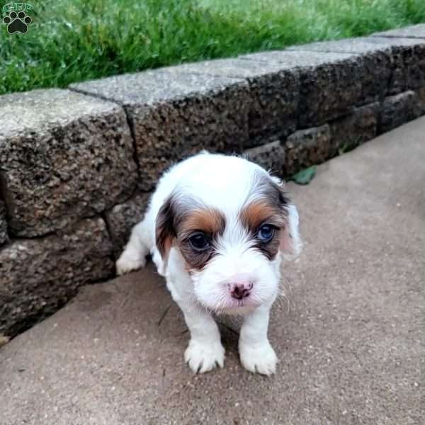 Chief, Cavapoo Puppy