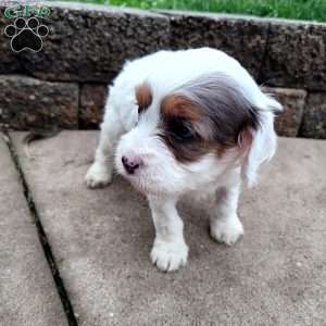 Chief, Cavapoo Puppy