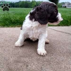 Patches, Cavapoo Puppy