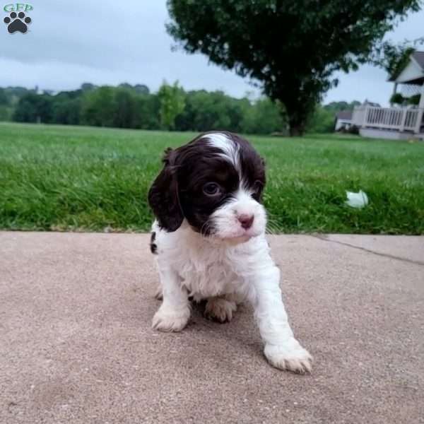 Patches, Cavapoo Puppy