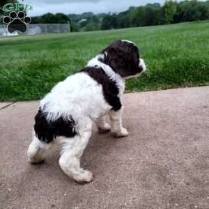 Patches, Cavapoo Puppy