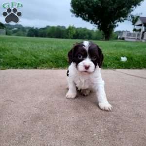 Patches, Cavapoo Puppy