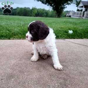 Patches, Cavapoo Puppy