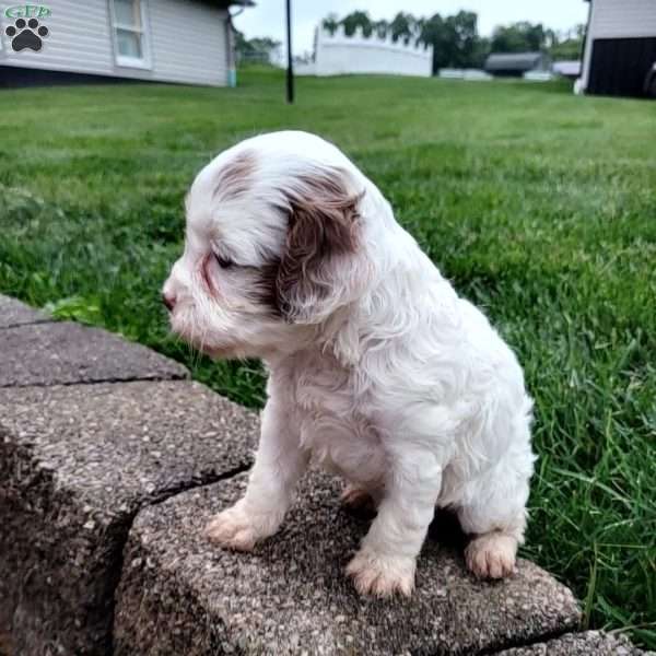 Patches, Cavapoo Puppy