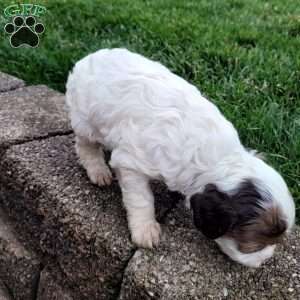 Patches, Cavapoo Puppy
