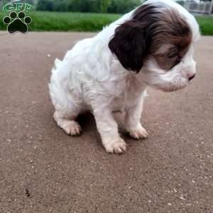 Patches, Cavapoo Puppy