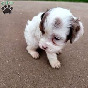 Patches, Cavapoo Puppy