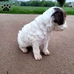 Patches, Cavapoo Puppy