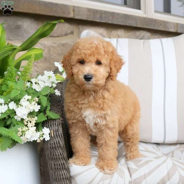 Vince, Bich-Poo Puppy