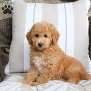 Vince, Bich-Poo Puppy