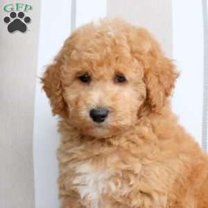 Vince, Bich-Poo Puppy