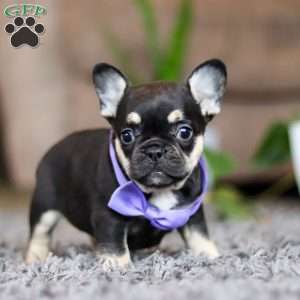Violet, French Bulldog Puppy