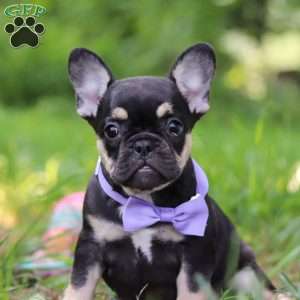 Violet, French Bulldog Puppy