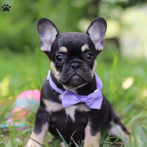 Violet, French Bulldog Puppy