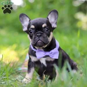 Violet, French Bulldog Puppy
