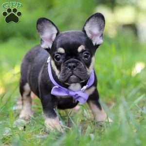 Violet, French Bulldog Puppy