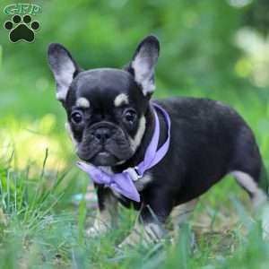 Violet, French Bulldog Puppy