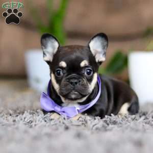 Violet, French Bulldog Puppy