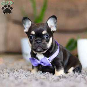 Violet, French Bulldog Puppy