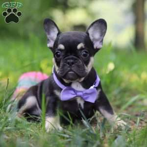 Violet, French Bulldog Puppy