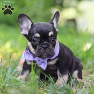 Violet, French Bulldog Puppy