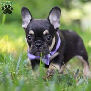 Violet, French Bulldog Puppy