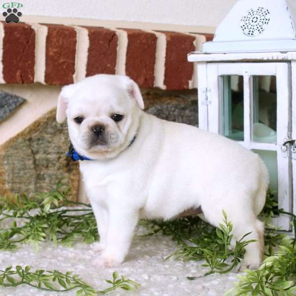 Violet, Pug Puppy