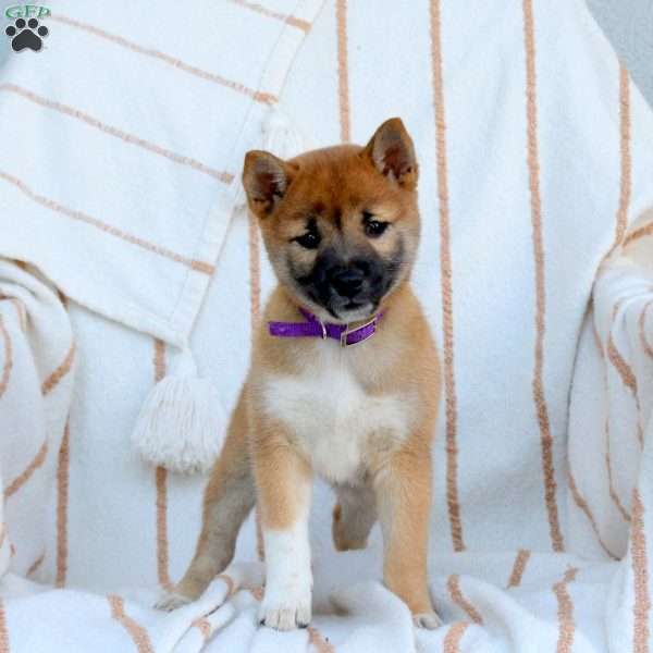 Violet, Shiba Inu Puppy