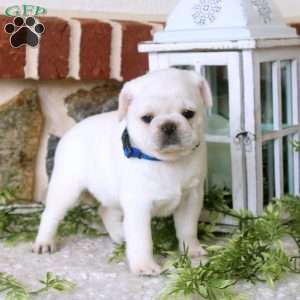 Violet, Pug Puppy