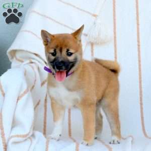 Violet, Shiba Inu Puppy