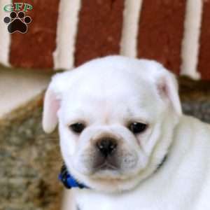 Violet, Pug Puppy