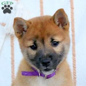 Violet, Shiba Inu Puppy