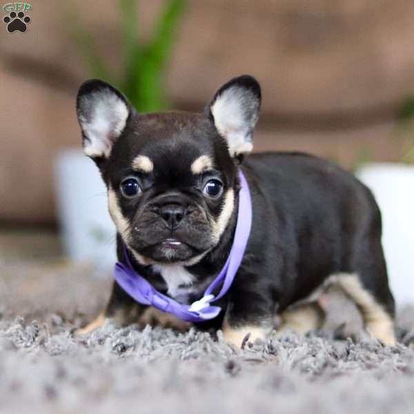 Violet, French Bulldog Puppy