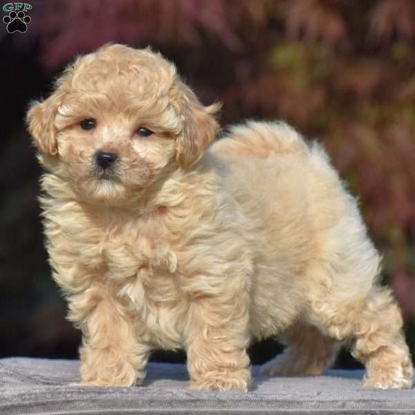 Violet, Bich-Poo Puppy