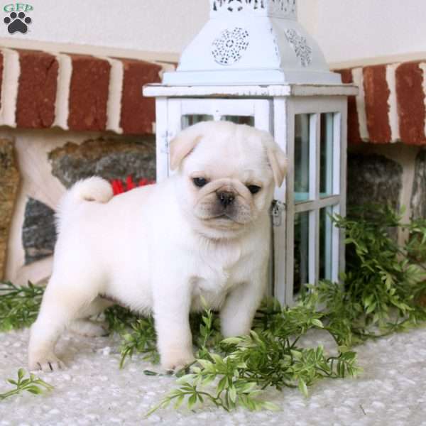 Vivi, Pug Puppy
