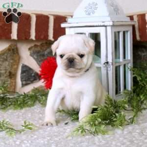 Vivi, Pug Puppy
