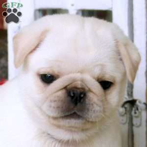 Vivi, Pug Puppy