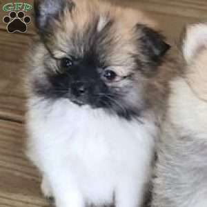 Violet-TinyToy, Pomeranian Puppy