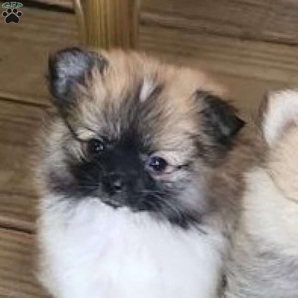 Violet-TinyToy, Pomeranian Puppy