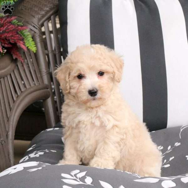 Willow, Bich-Poo Puppy