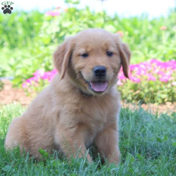 Wade, Golden Retriever Puppy