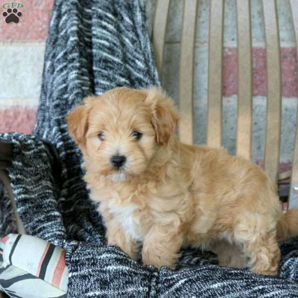 Wade, Maltipoo Puppy