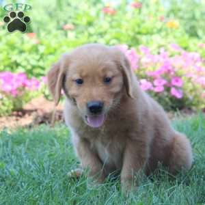 Wade, Golden Retriever Puppy
