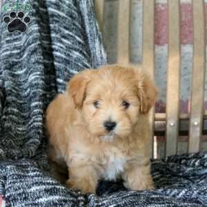 Wade, Maltipoo Puppy