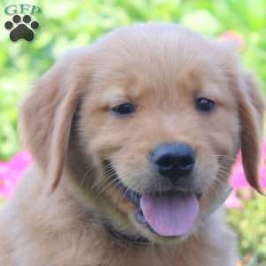Wade, Golden Retriever Puppy