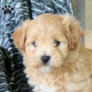 Wade, Maltipoo Puppy