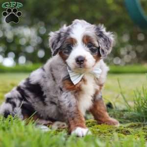 Waffles, Mini Aussiedoodle Puppy
